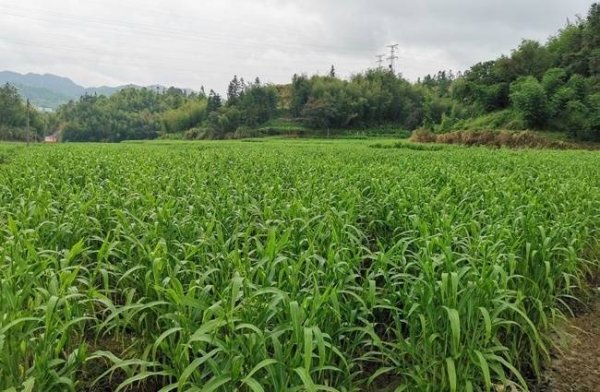 龙岩新罗：薏米产业“全链增值” 千年贡品成为“共富金豆”