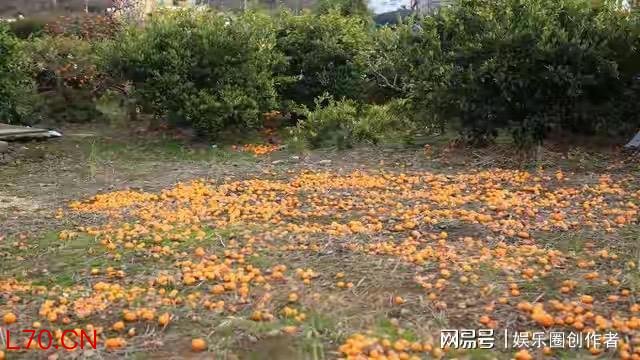 载2万斤橙子货车翻滚坠崖 司机轻伤幸无大碍
